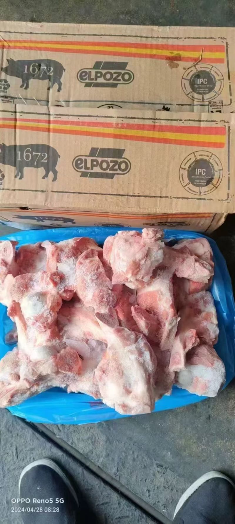 1672前腿骨