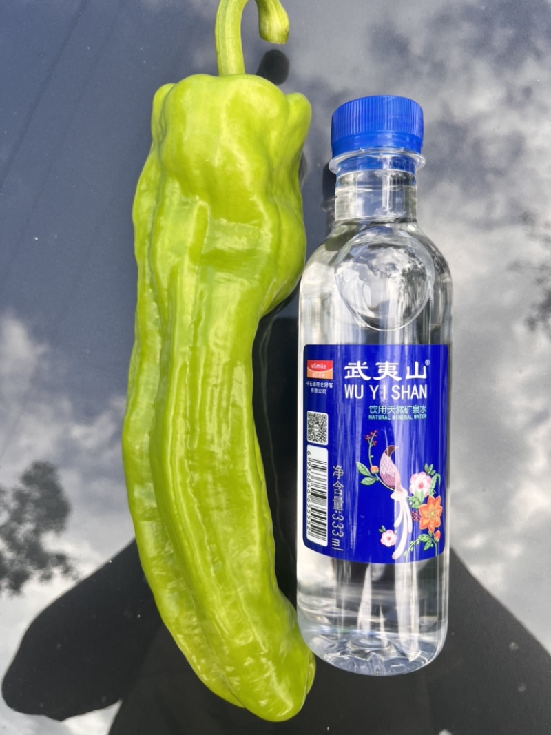 🔥**基地油亮形大果薄皮泡椒大果辣椒种子
