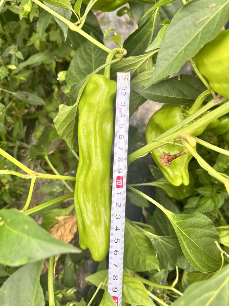 🔥**基地油亮形大果薄皮泡椒大果辣椒种子