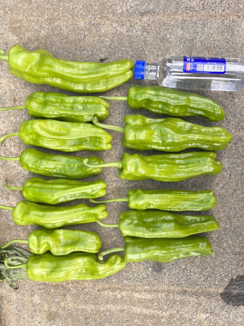🔥**基地油亮形大果薄皮泡椒大果辣椒种子