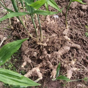重庆垫江种植5年多花黄精待销