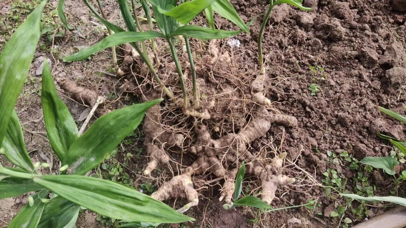 重庆垫江种植5年多花黄精待销