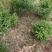 重庆垫江种植5年多花黄精待销