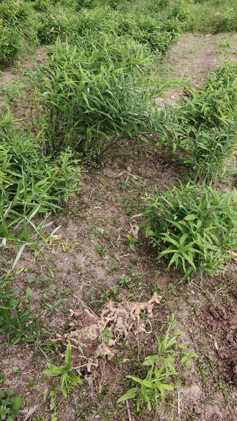 重庆垫江种植5年多花黄精待销