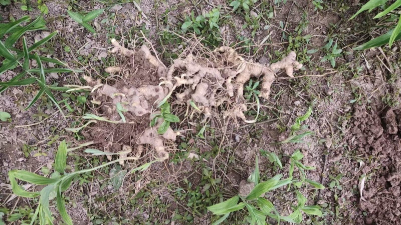 重庆垫江种植5年多花黄精待销