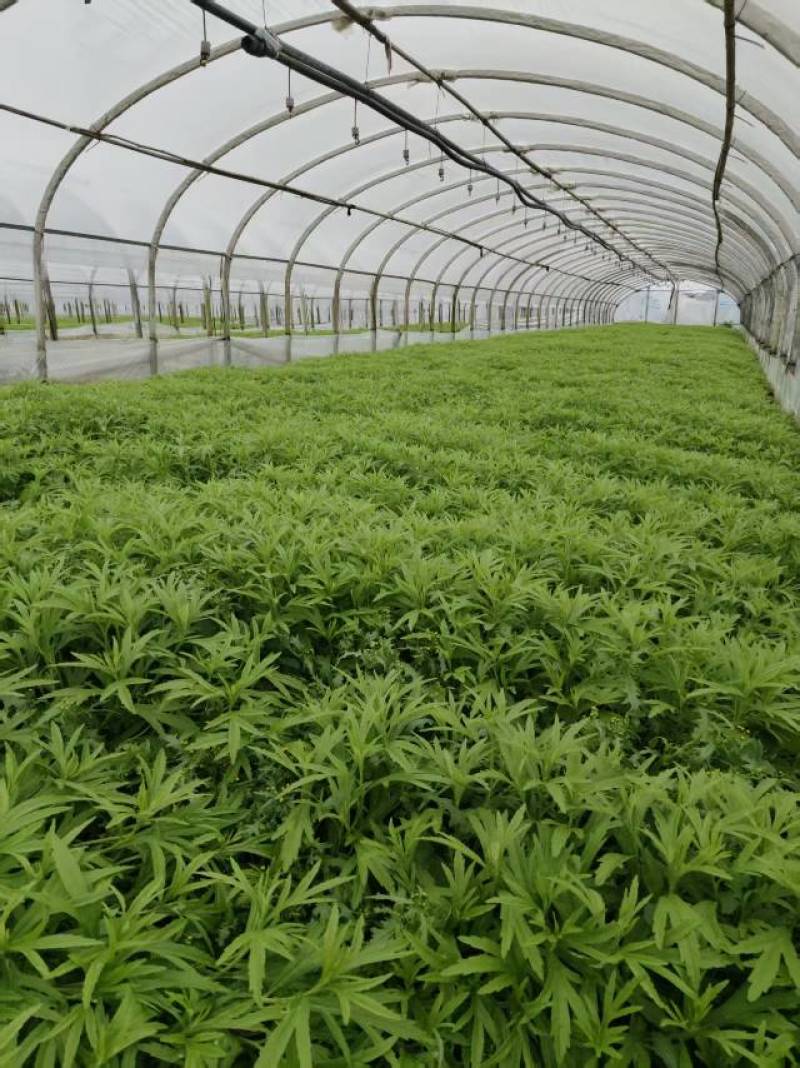 新鲜芦笋现摘现发，口感鲜嫩，农家直供优质芦笋！