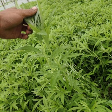 新鲜芦笋现摘现发，口感鲜嫩，农家直供优质芦笋！