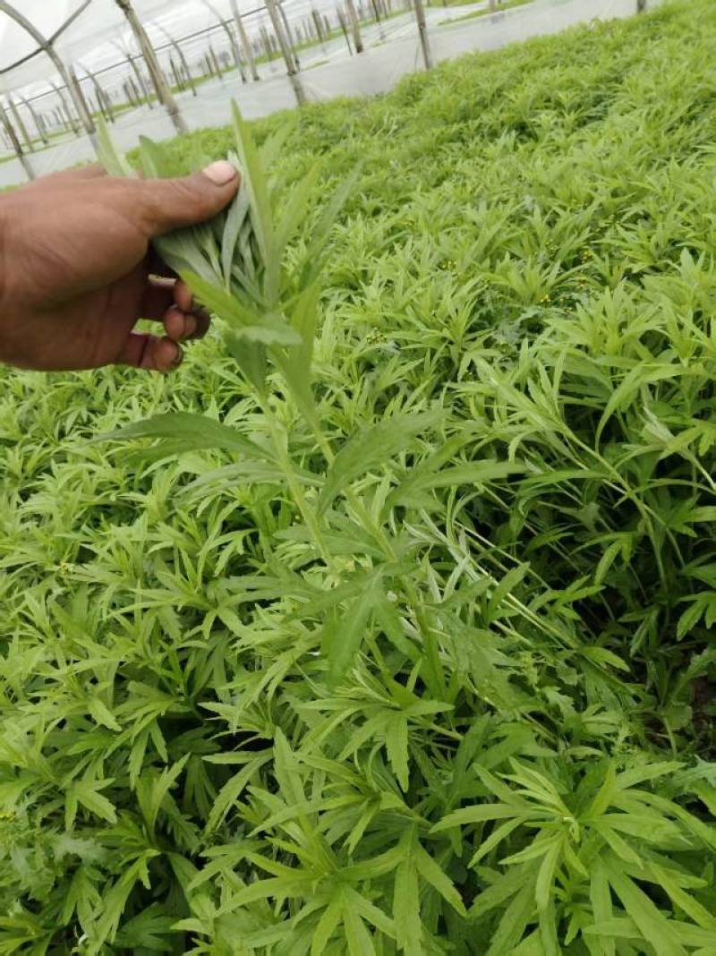 新鲜芦笋现摘现发，口感鲜嫩，农家直供优质芦笋！