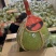 红宝石青柚大量现货