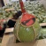 红宝石青柚大量现货