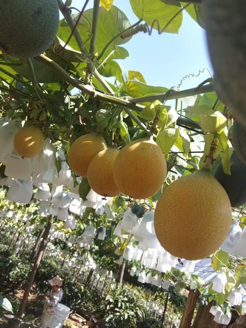云南热情果