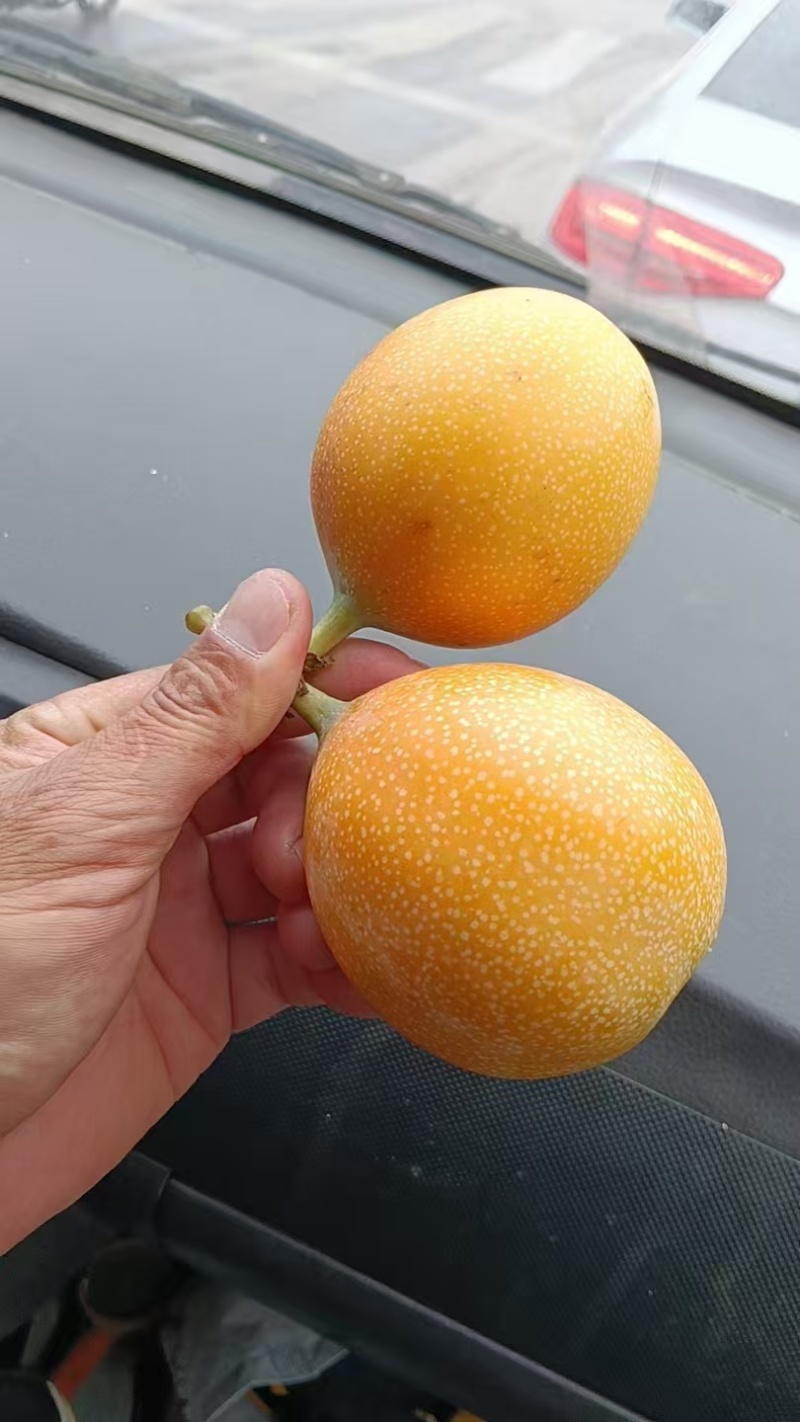 云南热情果