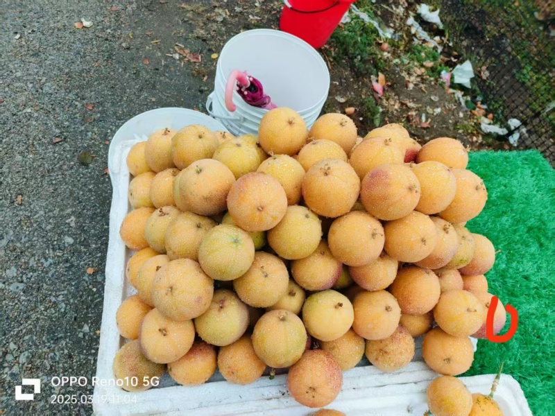 云南热情果