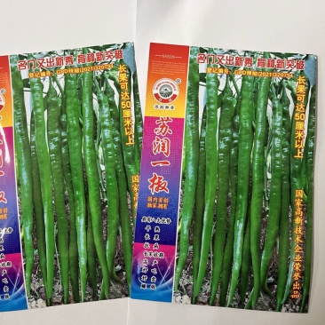 🔥厂家直发**基地苏润一椒苏润508苏润509