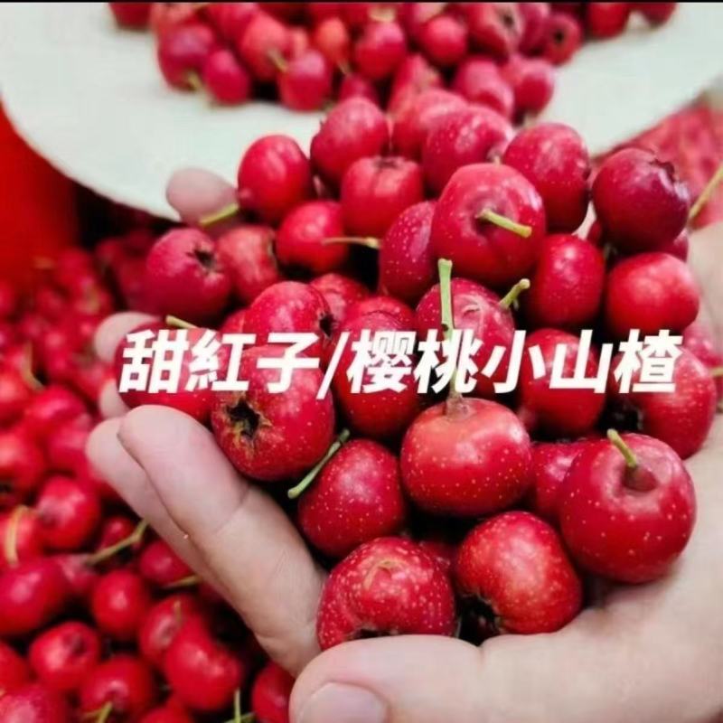 山东甜红子山楂产地直发对接电商团购炒货店批发市场大量发货