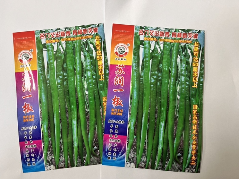 🔥厂家直发**基地苏润一椒苏润508苏润509