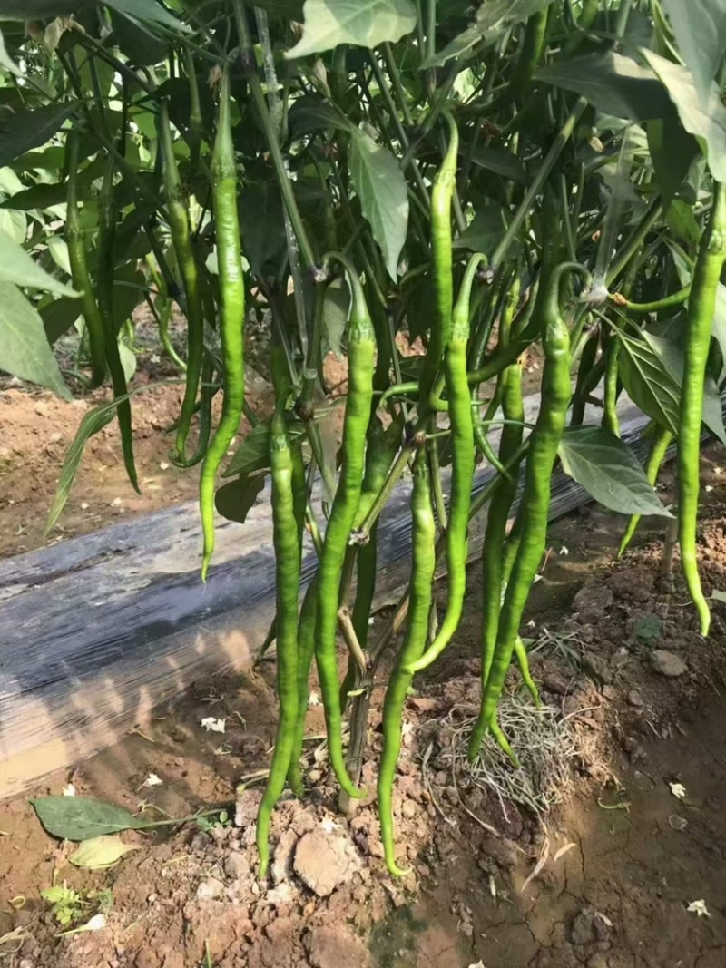 🔥厂家直发**基地苏润一椒苏润508苏润509