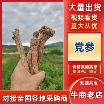 甘肃省定西岷县党参大量上市欢迎全国客户前来订购