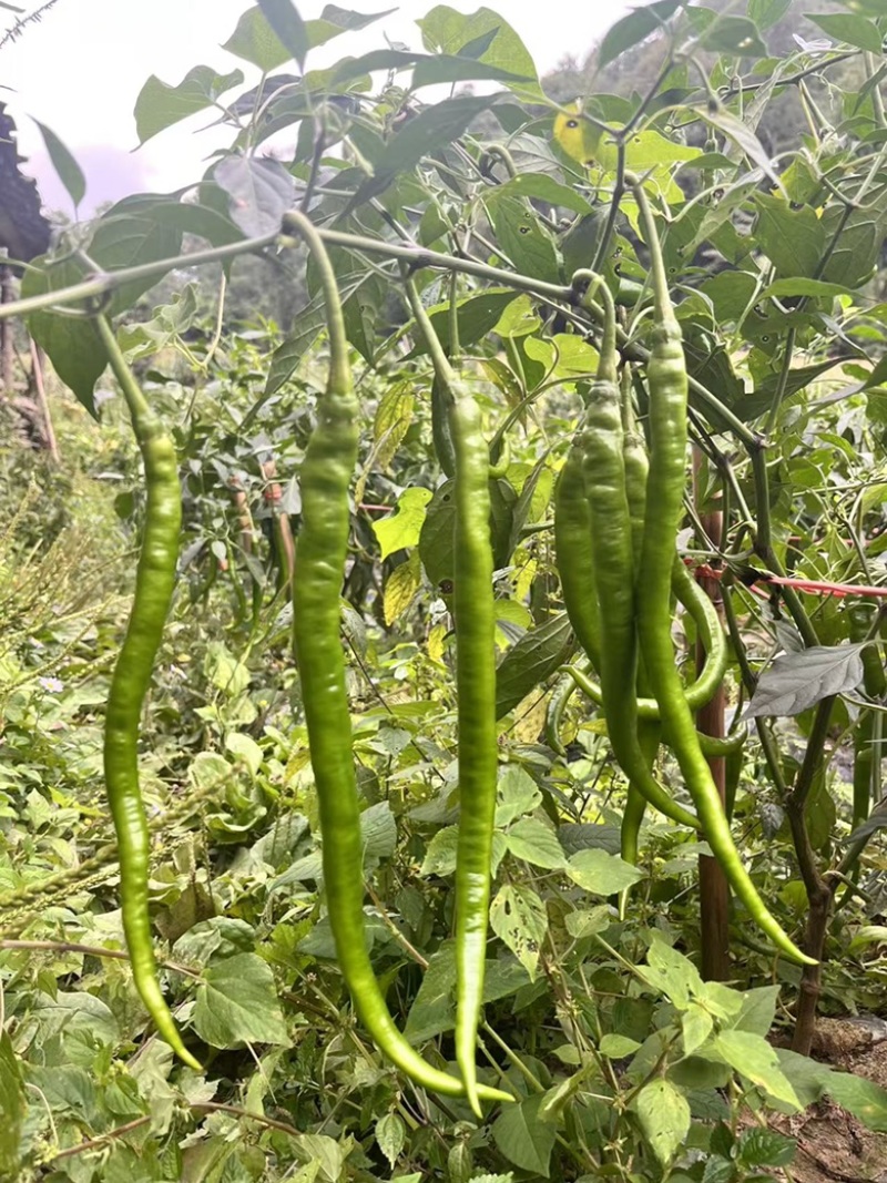 🔥厂家直发**基地苏润一椒苏润508苏润509