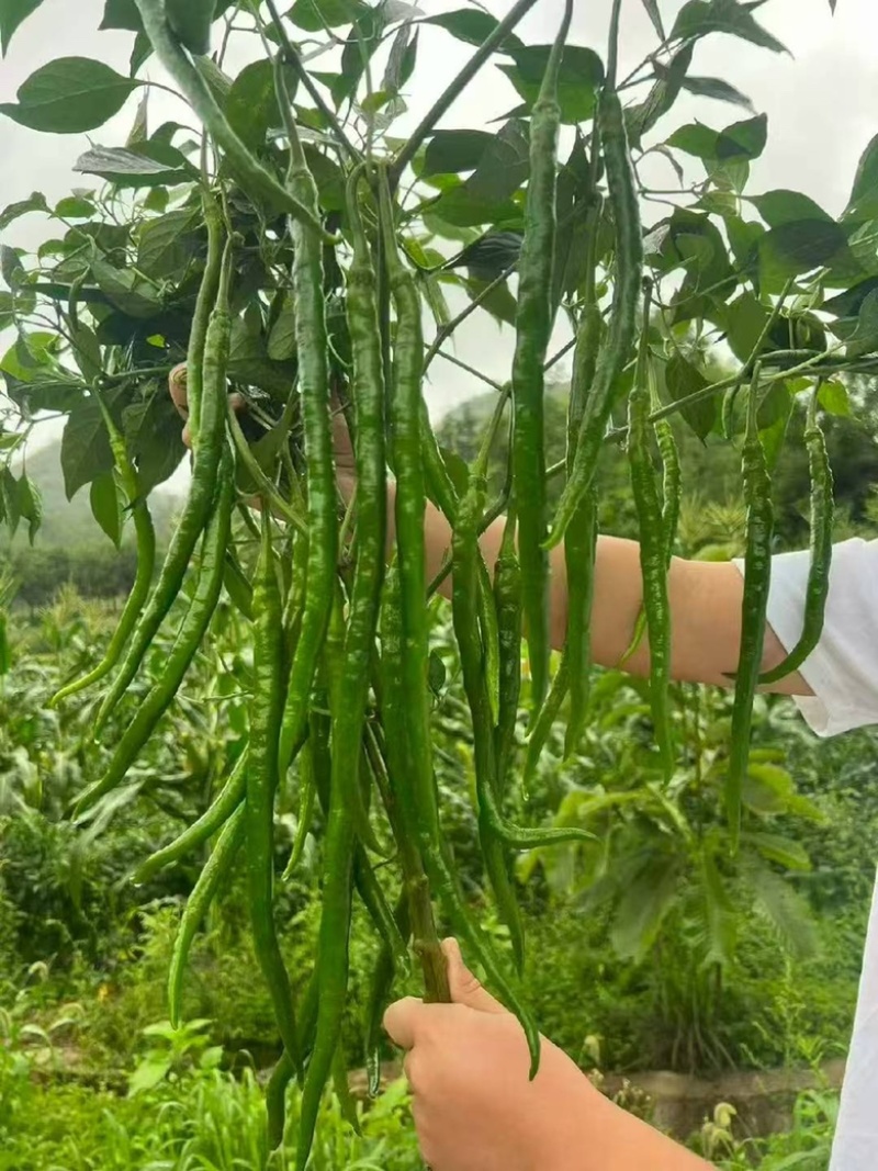 🔥厂家直发**基地苏润一椒苏润508苏润509
