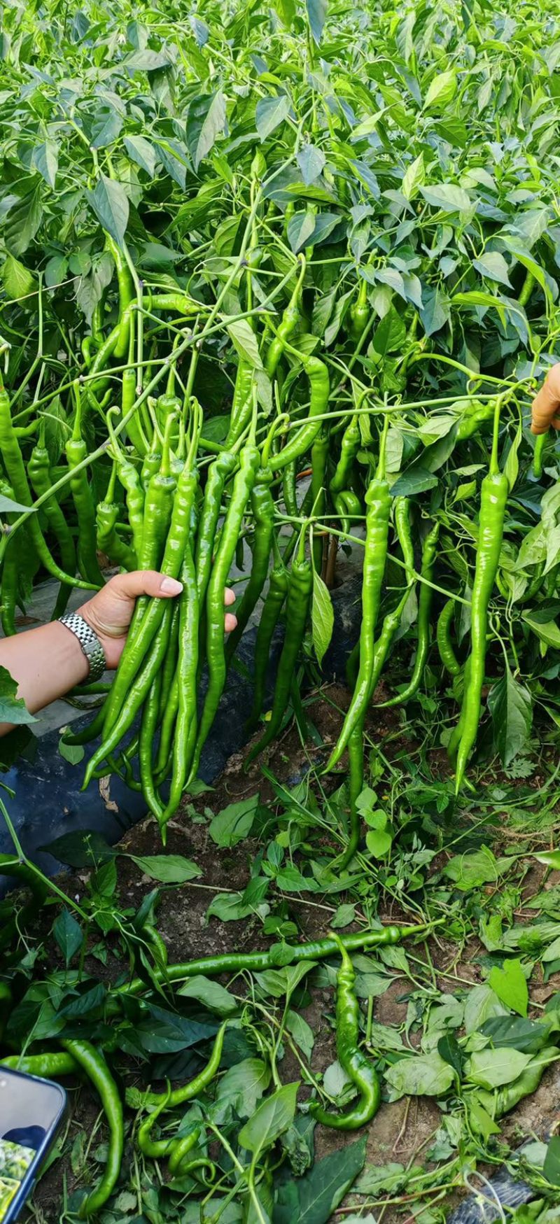 🔥基地专用保真辣椒线椒种子产量高品质佳盛美816
