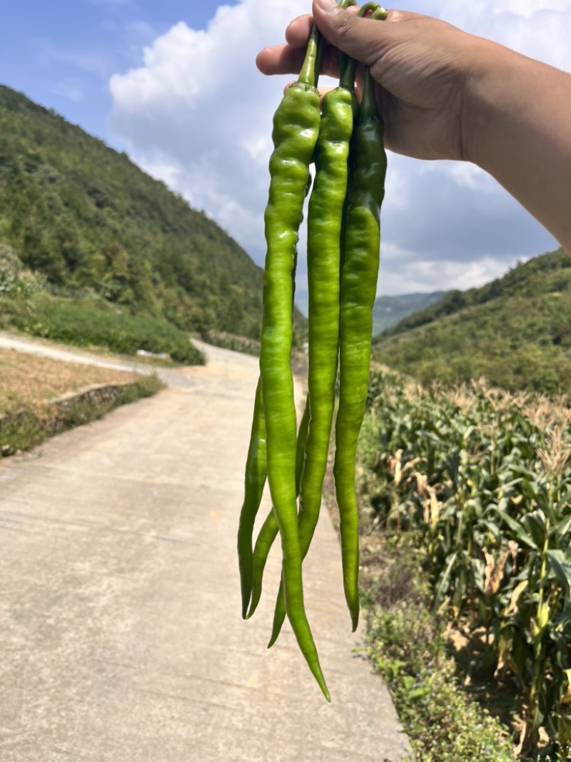 🔥基地专用保真辣椒线椒种子产量高品质佳盛美816