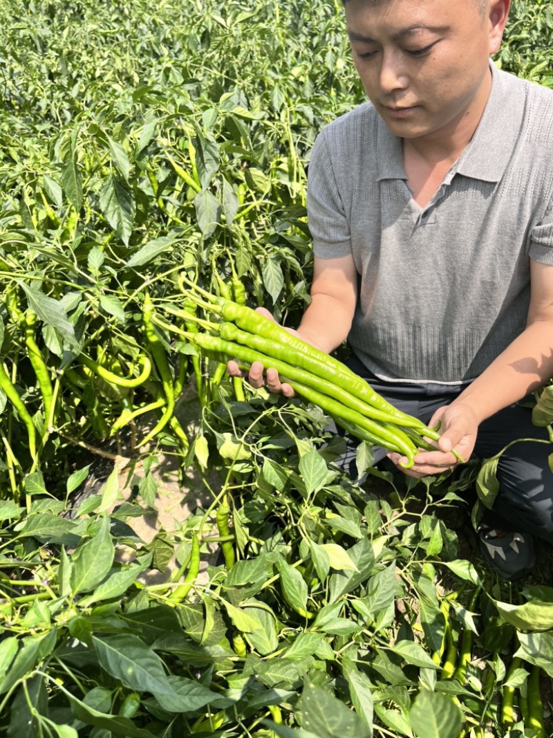 🔥基地专用保真辣椒线椒种子产量高品质佳盛美816