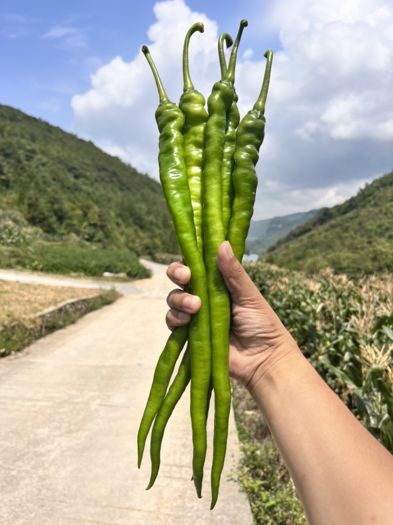 🔥基地专用保真辣椒线椒种子产量高品质佳盛美816