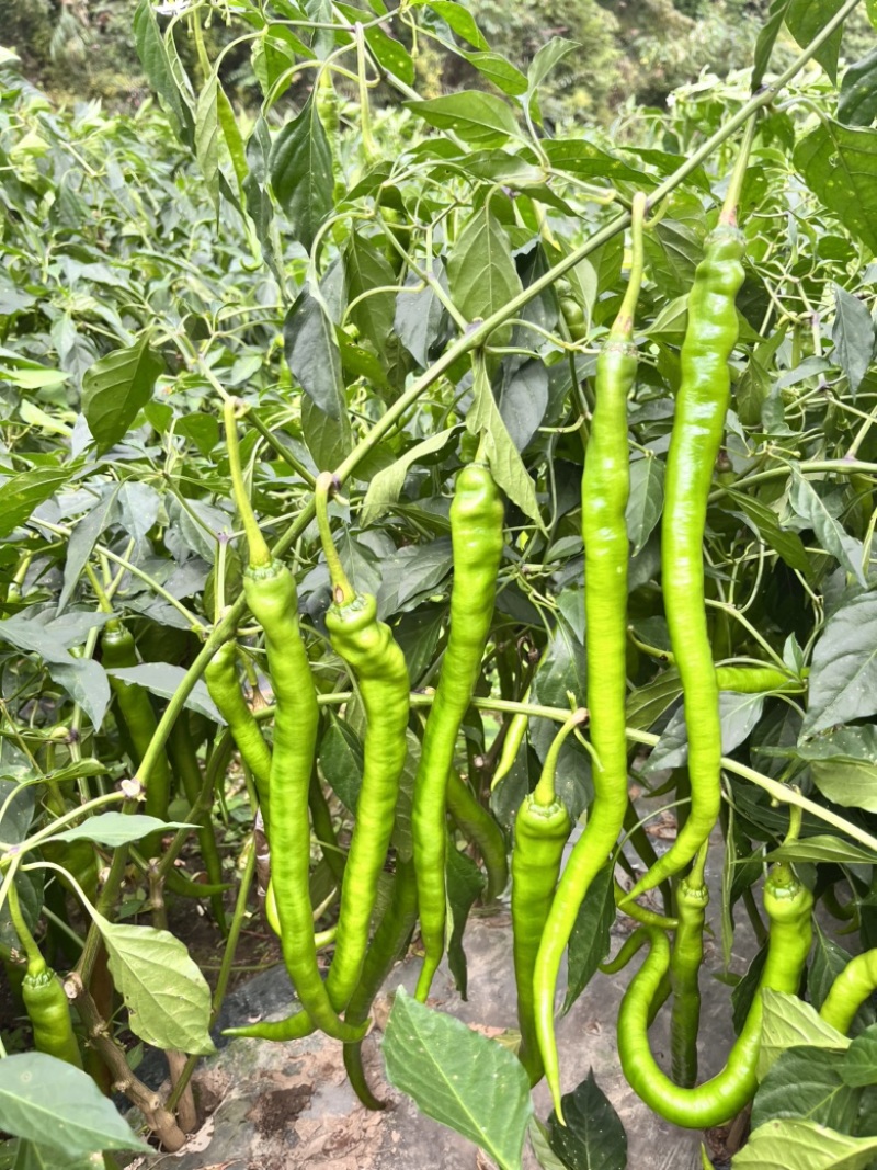 🔥基地专用保真辣椒线椒种子产量高品质佳盛美816