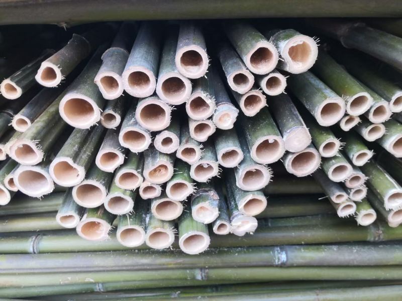 竹竿菜架竹豆角架黄瓜架西红柿架冬瓜架批发供应
