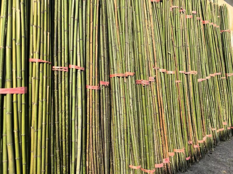 竹竿菜架竹豆角架黄瓜架西红柿架冬瓜架批发供应