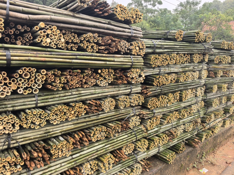 竹竿菜架竹豆角架黄瓜架西红柿架冬瓜架批发供应