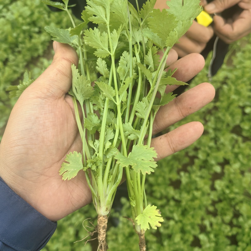 山东夏津香菜