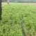 山东夏津香菜