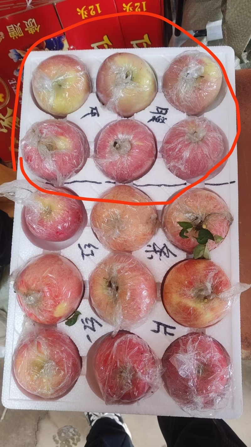 红富士苹果批发，代办