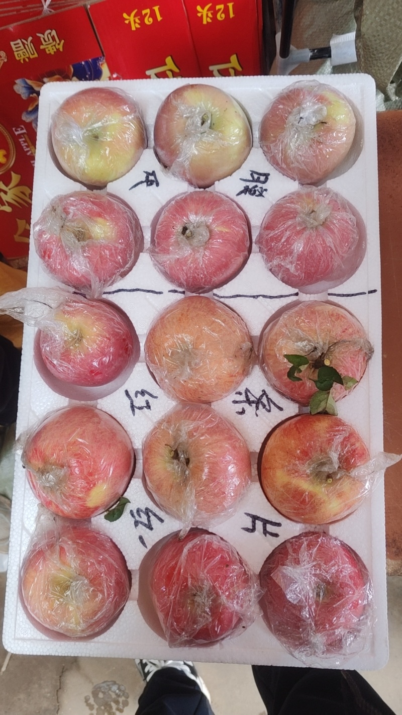 红富士苹果批发，代办