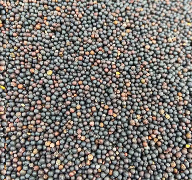 青海高品质黑油菜籽