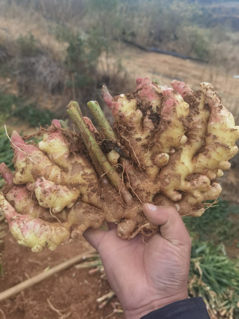 湖南小黄姜生姜老姜批发价辣劲十足产湖南郴州双牌