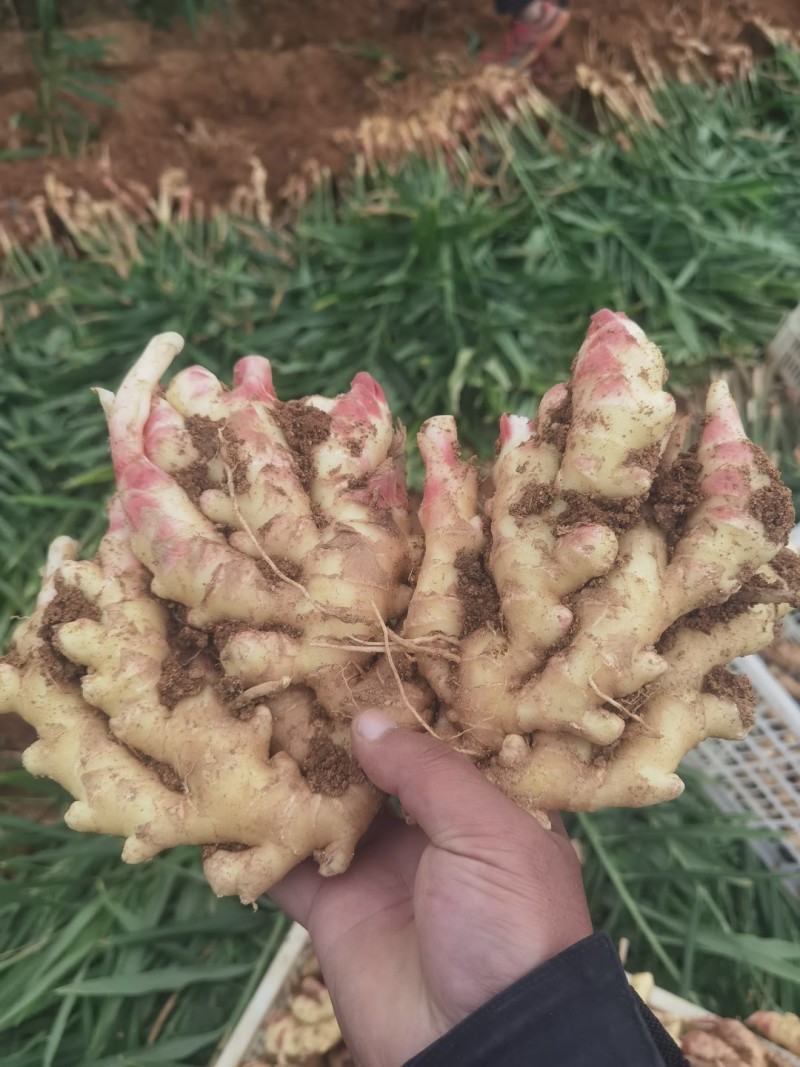 湖南小黄姜生姜老姜批发价辣劲十足产湖南郴州双牌