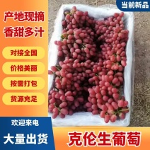 克伦生葡萄深红无籽葡萄出售全国各地货源充足欲购从速