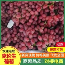 铲园克伦生葡萄奥洲无核葡萄大量出售现货批发货源充足