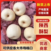 陕西纸袋酥梨好吃不贵基地供货源充足欲购从速