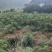 红心木薯，白心木薯
