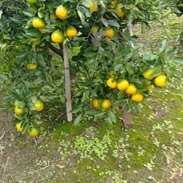 四川资阳密桔(***********)