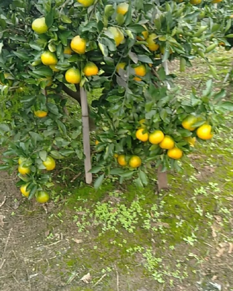 四川资阳密桔(***********)