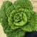 《黄心菜》现货大量供应常年供应市场加工厂量大从优