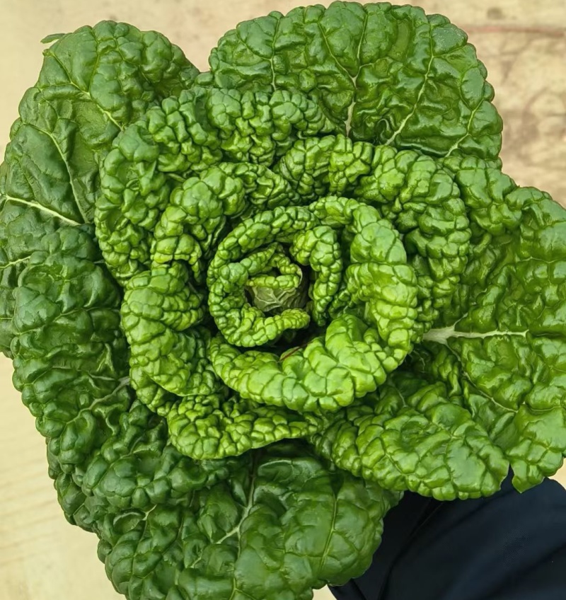 《黄心菜》现货大量供应常年供应市场加工厂量大从优