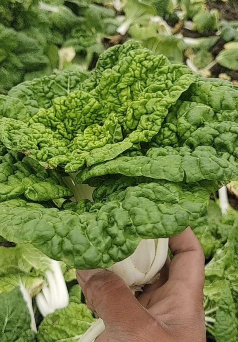 《黄心菜》现货大量供应常年供应市场加工厂量大从优