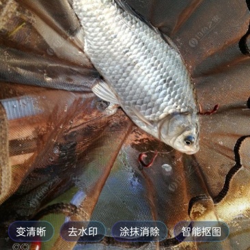 鲫鱼大量供应对接全国采购商欢迎来电洽谈价更优