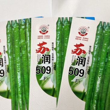 🔥厂家直发正品保真苏润509长线椒种子软皮